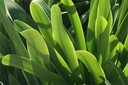 plantes6.jpg